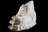 Hyracodon (Running Rhino) Jaw Section - South Dakota #80162-1